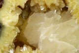 Calcite Crystal Filled, Polished Septarian Bear - Utah #160171-1